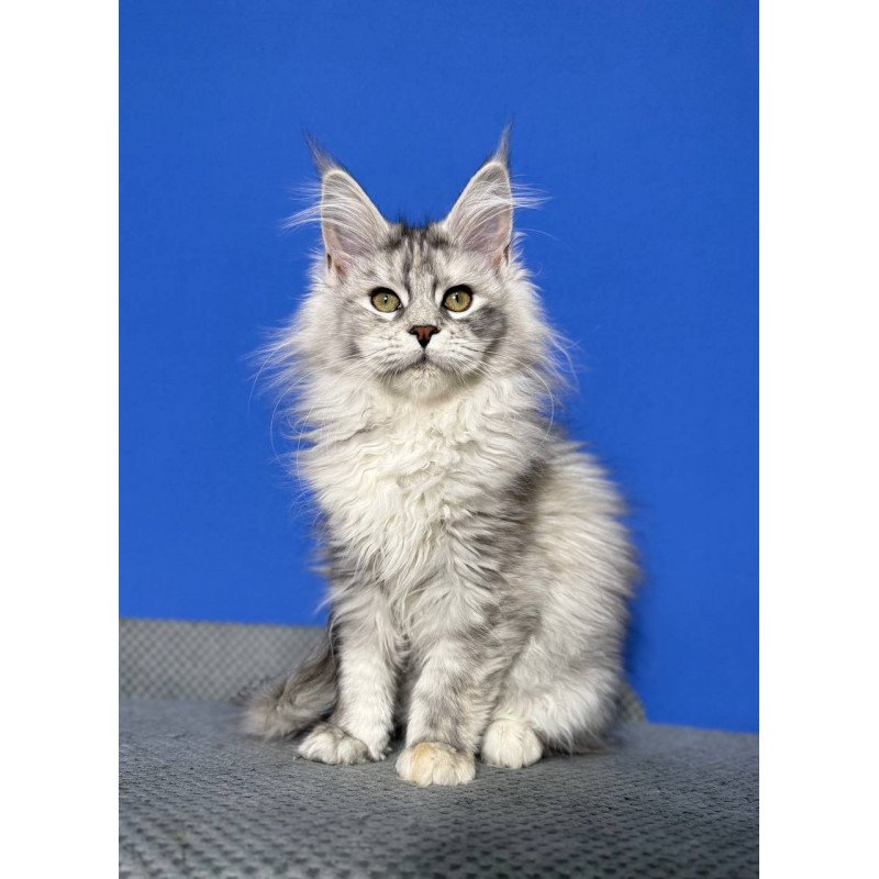 Maine Coon EZ Denisa