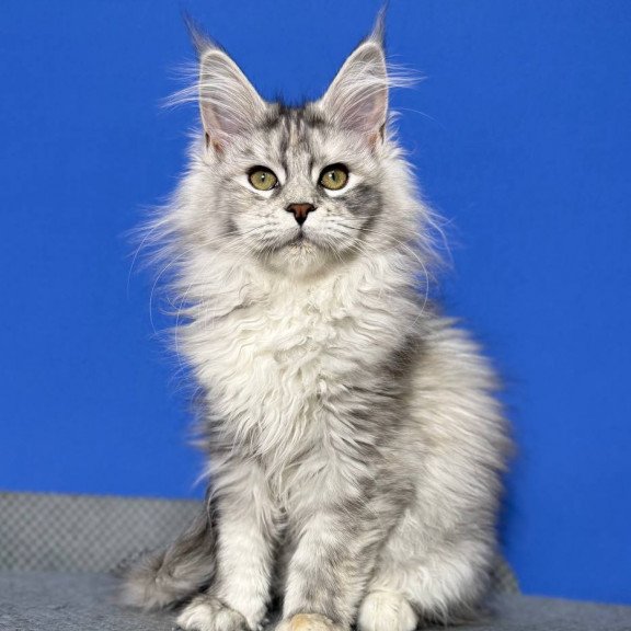 Maine Coon EZ Denisa