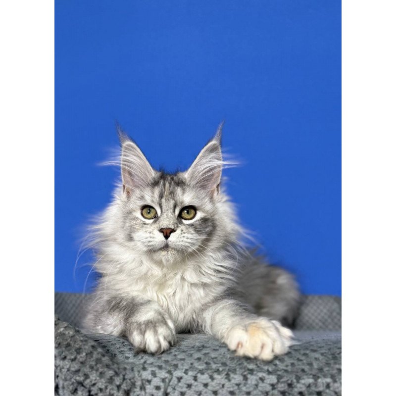 Maine Coon EZ Denisa