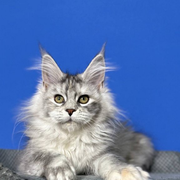Maine Coon EZ Denisa