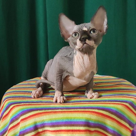 Sphynx EZ Leia