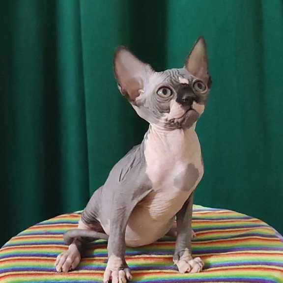 Sphynx EZ Leia