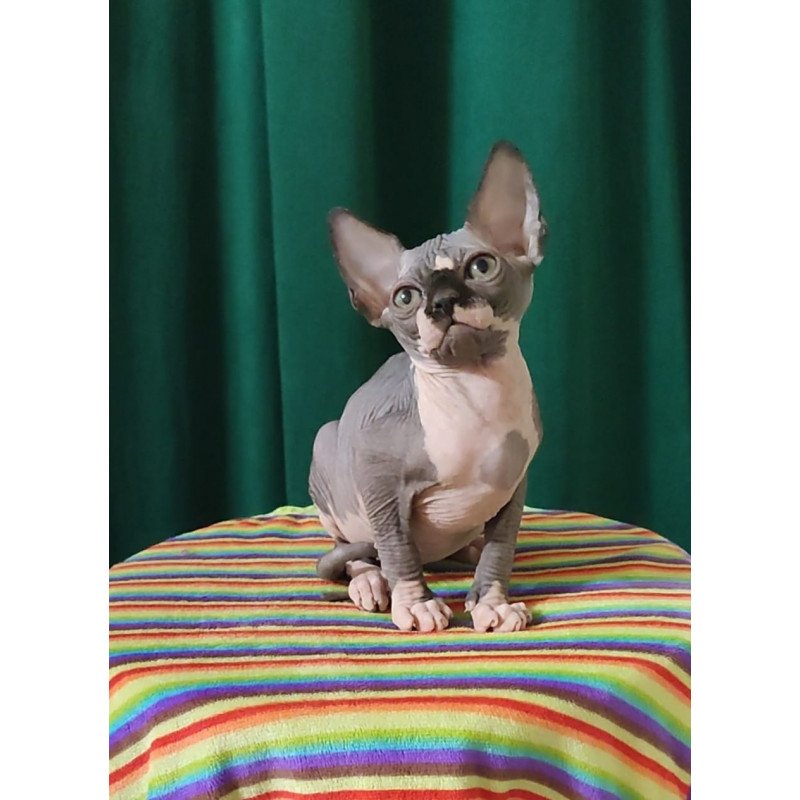 Sphynx EZ Leia