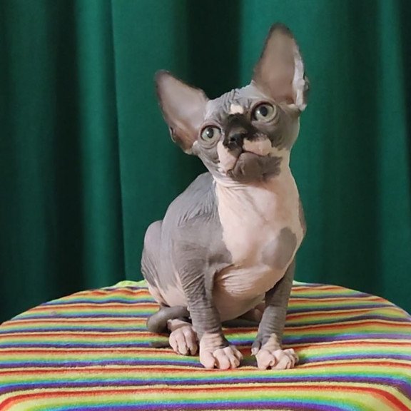Sphynx EZ Leia