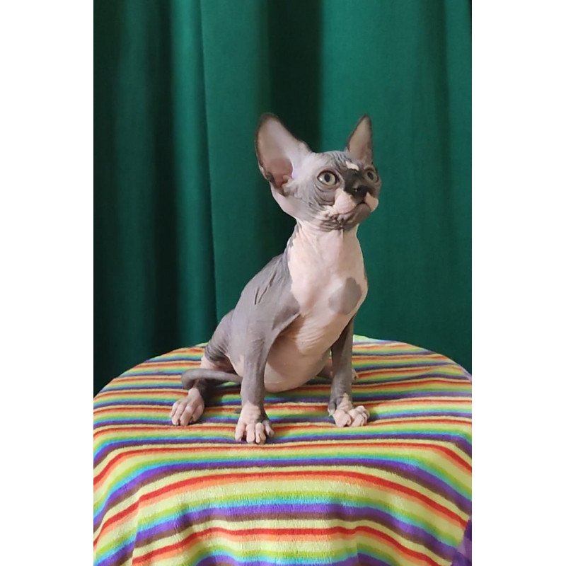 Sphynx EZ Leia
