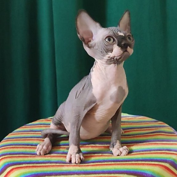 Sphynx EZ Leia