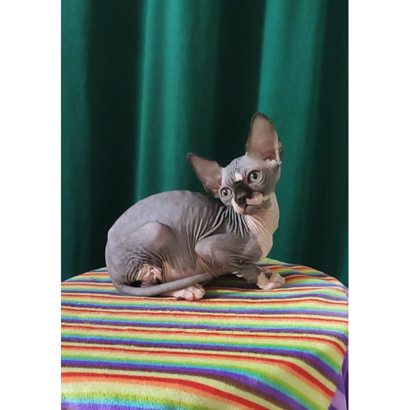 Sphynx EZ Leia