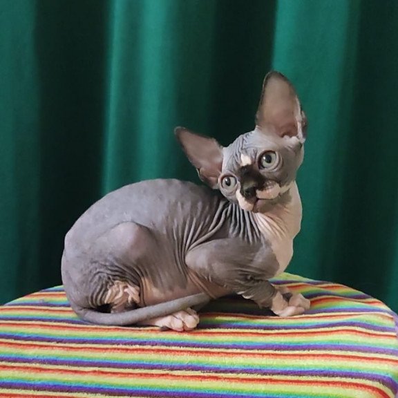 Sphynx EZ Leia