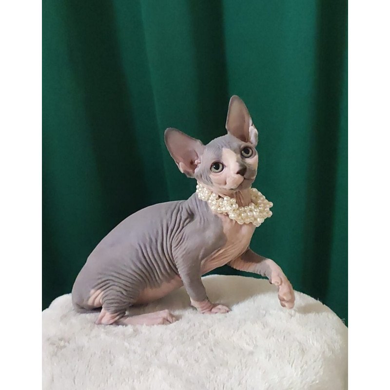 Sphynx EZ Lana