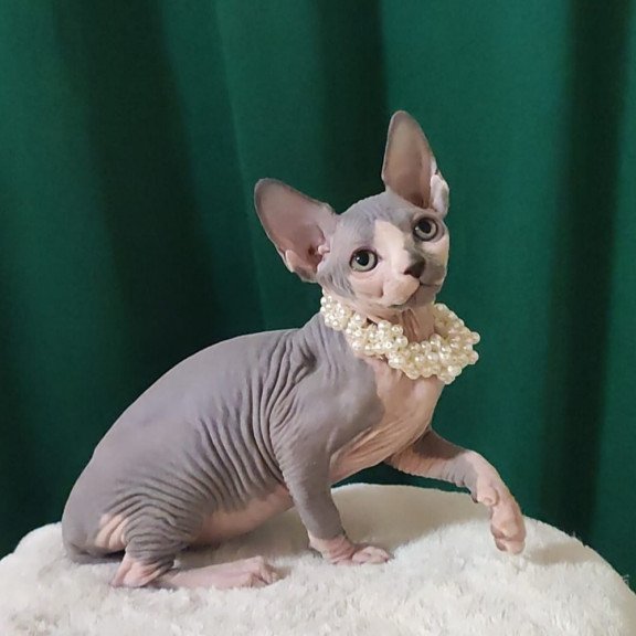 Sphynx EZ Lana