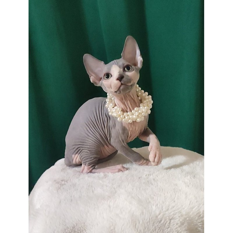 Sphynx EZ Lana