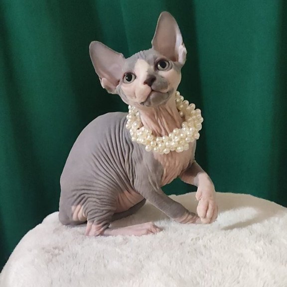 Sphynx EZ Lana