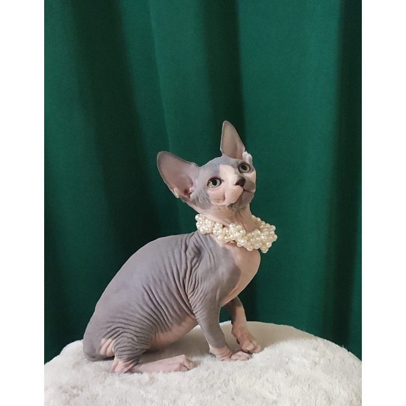 Sphynx EZ Lana