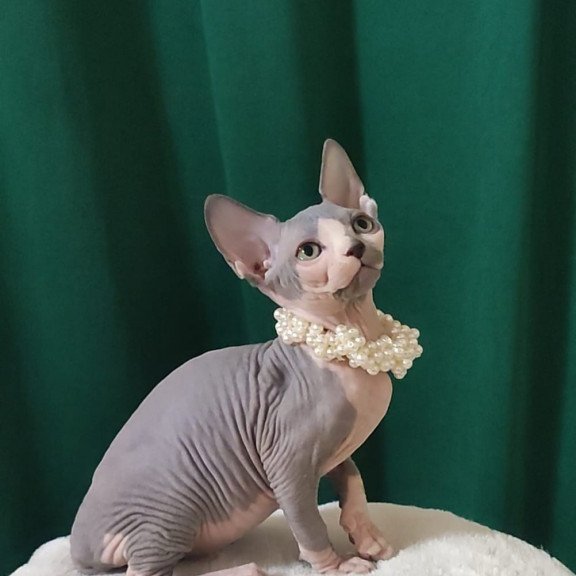 Sphynx EZ Lana