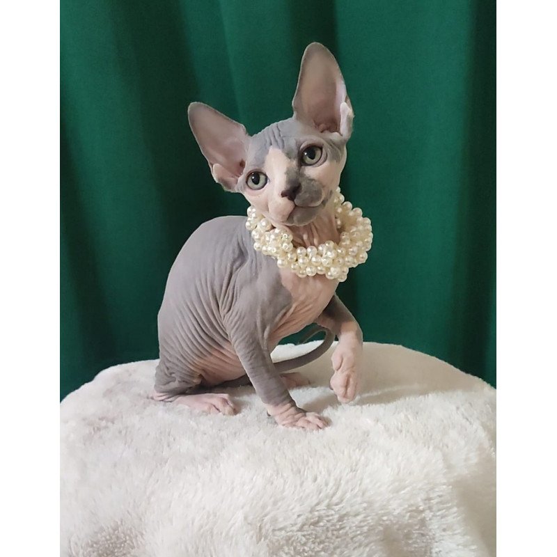 Sphynx EZ Lana