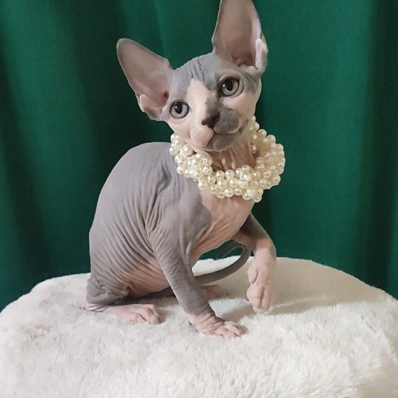 Sphynx EZ Lana