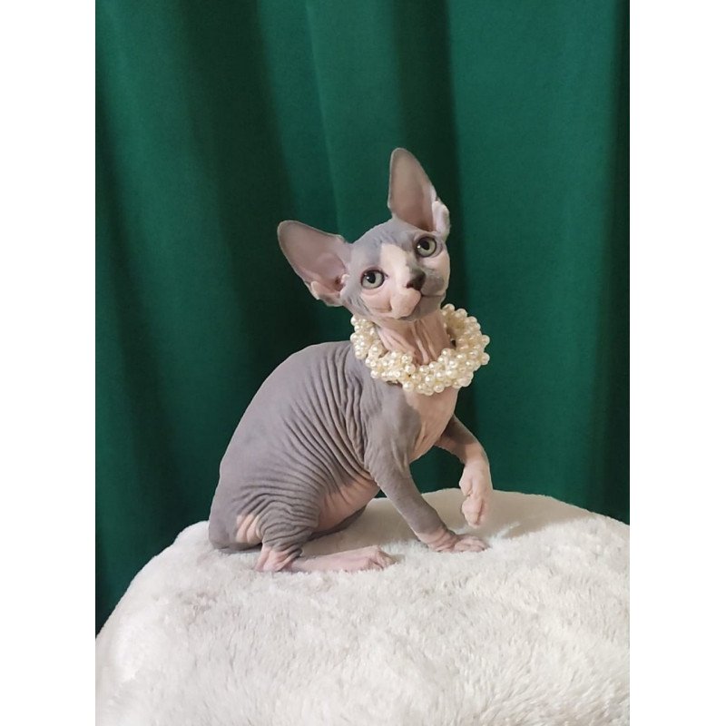 Sphynx EZ Lana
