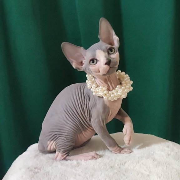 Sphynx EZ Lana