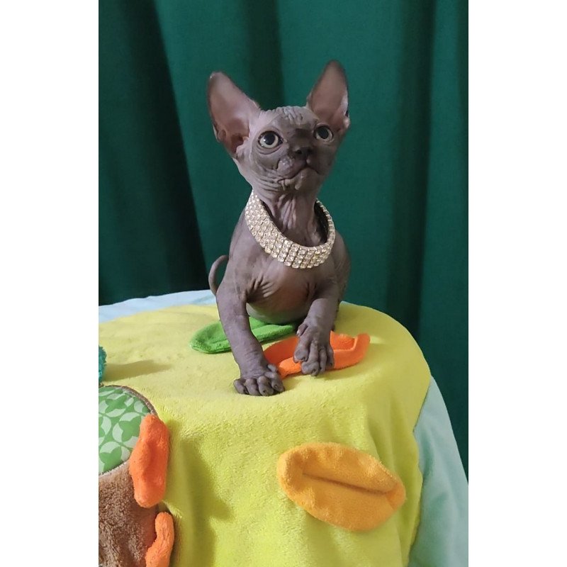 Sphynx EZ Luna Noir