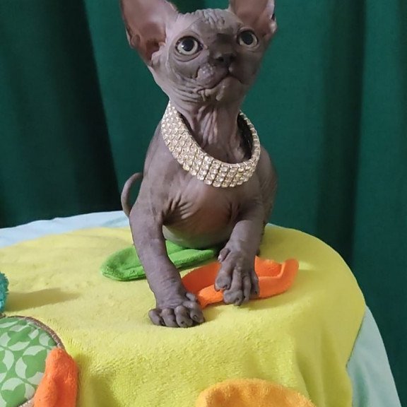 Sphynx EZ Luna Noir
