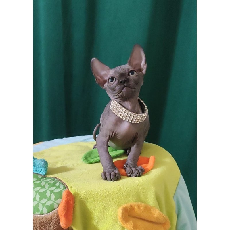 Sphynx EZ Luna Noir