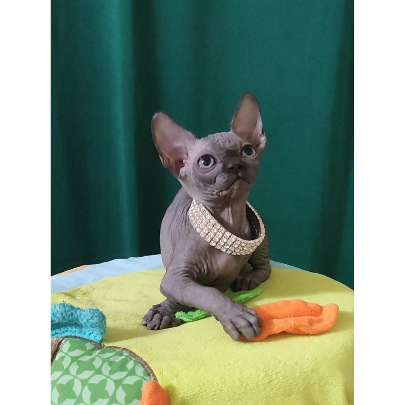 Sphynx EZ Luna Noir