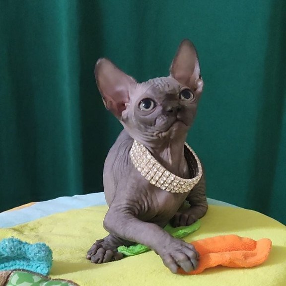 Sphynx EZ Luna Noir
