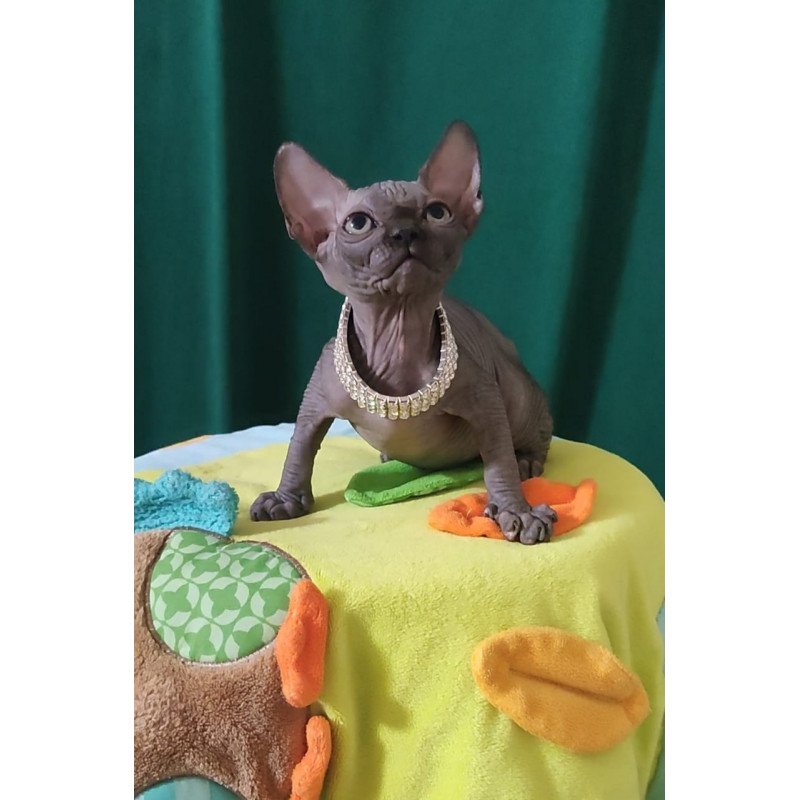 Sphynx EZ Luna Noir