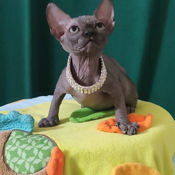Sphynx EZ Luna Noir