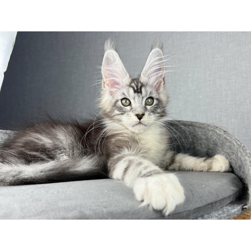 Maine Coon EZ Lovejoy