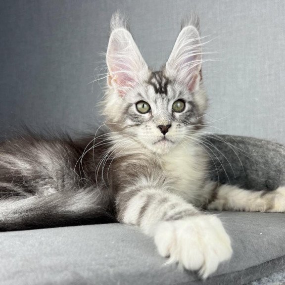Maine Coon EZ Lovejoy