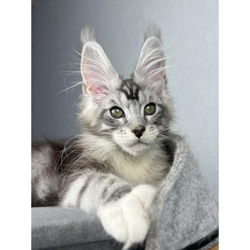 Maine Coon EZ Lovejoy