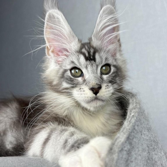 Maine Coon EZ Lovejoy