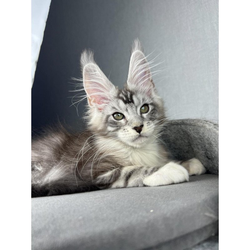 Maine Coon EZ Lovejoy