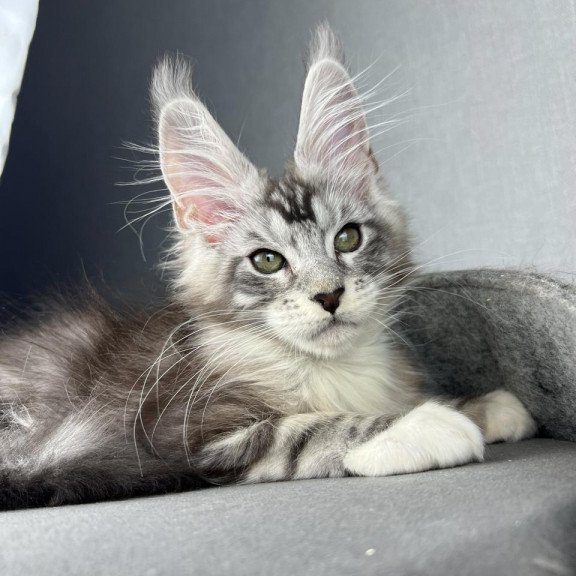 Maine Coon EZ Lovejoy