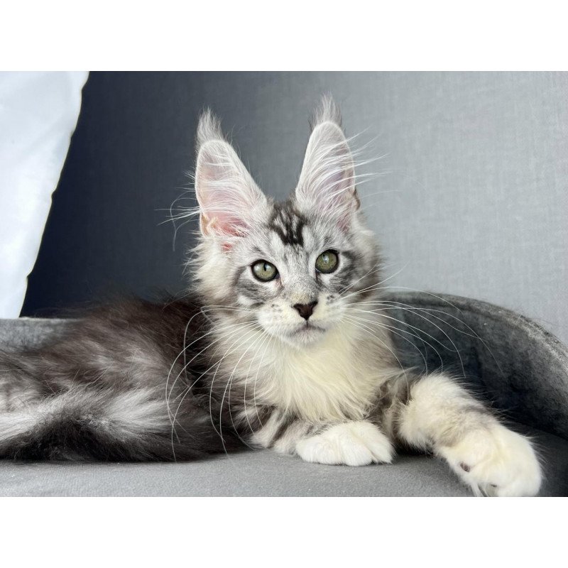 Maine Coon EZ Lovejoy