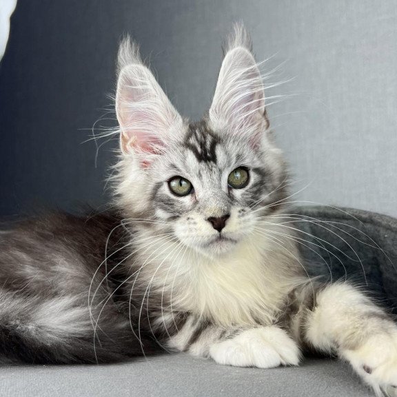 Maine Coon EZ Lovejoy