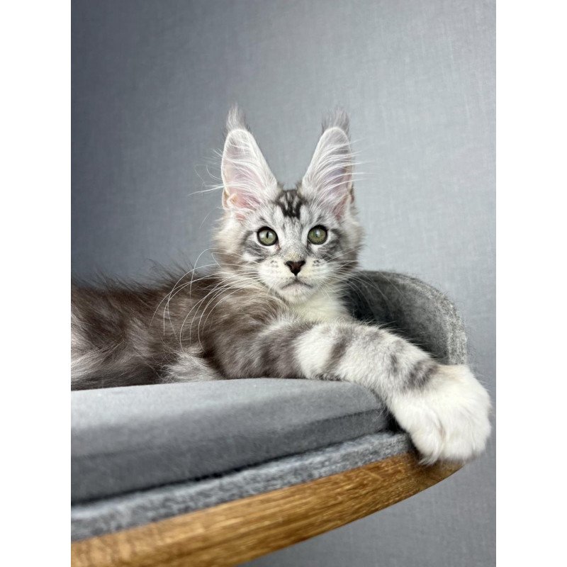 Maine Coon EZ Lovejoy