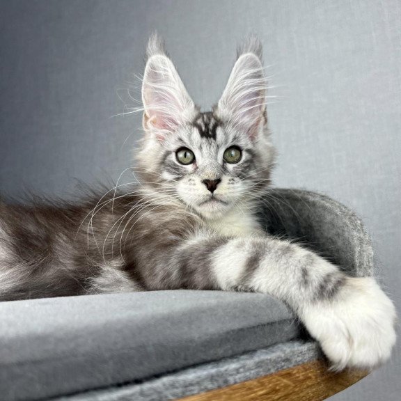 Maine Coon EZ Lovejoy
