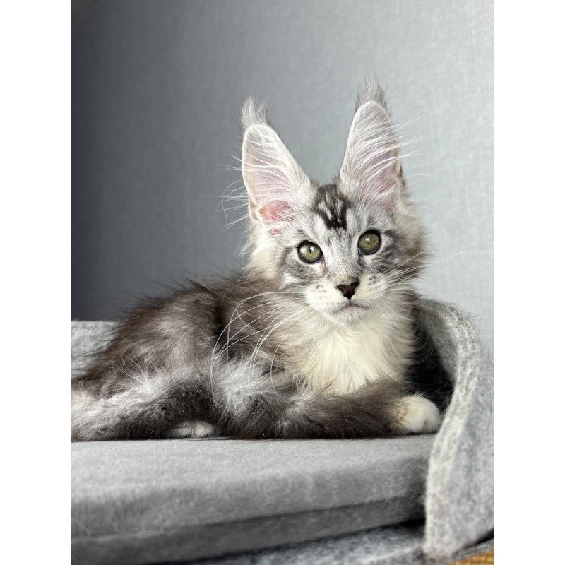 Maine Coon EZ Lovejoy