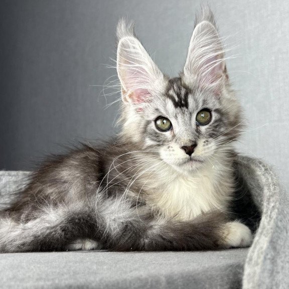 Maine Coon EZ Lovejoy
