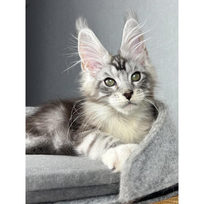Maine Coon EZ Lovejoy
