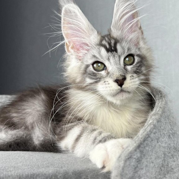 Maine Coon EZ Lovejoy
