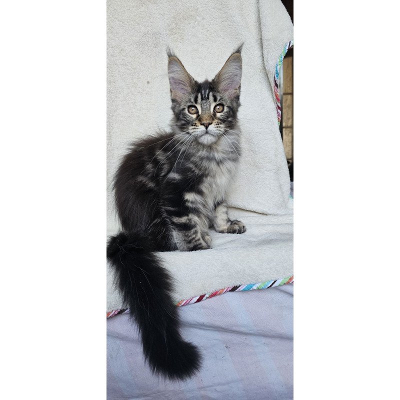 Maine Coon EZ Paprika