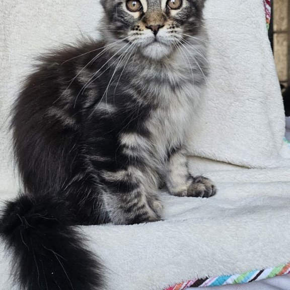 Maine Coon EZ Paprika