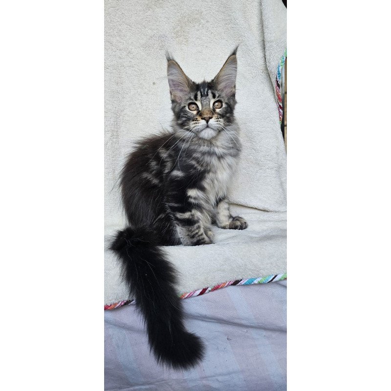 Maine Coon EZ Paprika