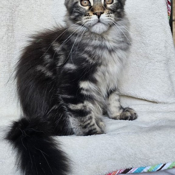 Maine Coon EZ Paprika