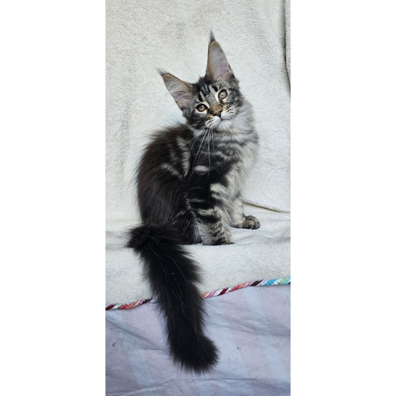 Maine Coon EZ Paprika