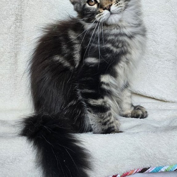 Maine Coon EZ Paprika