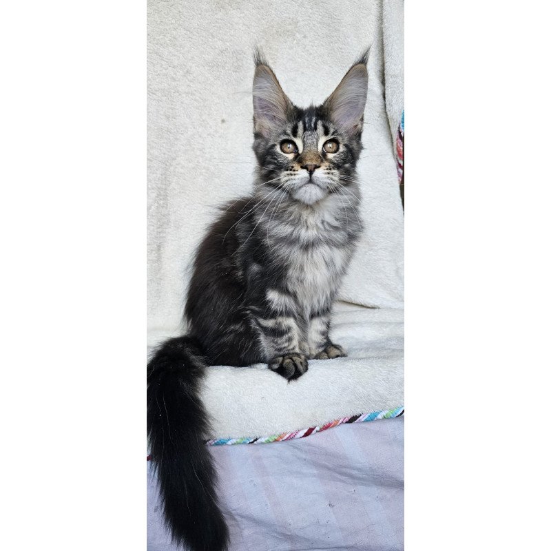 Maine Coon EZ Paprika